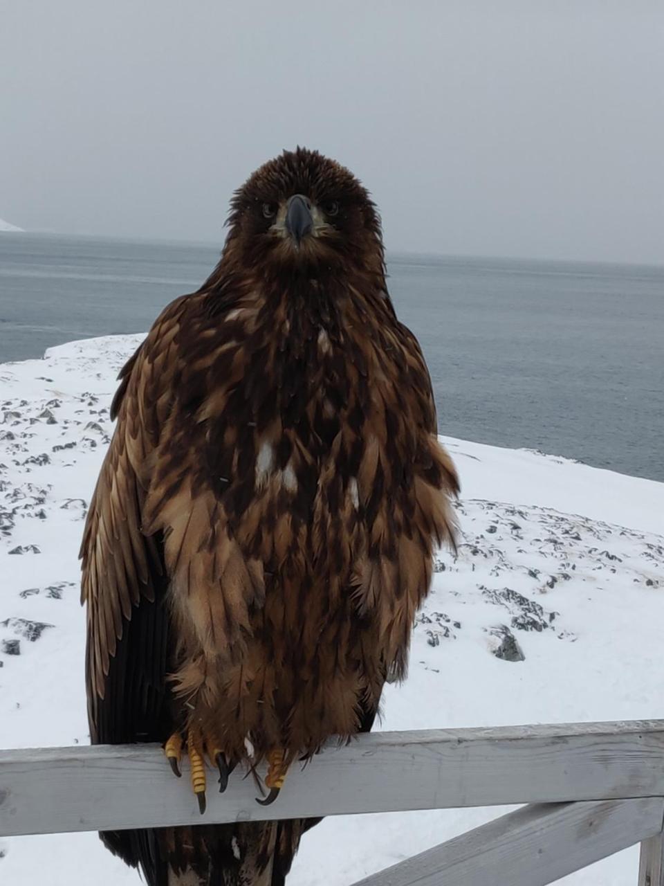 Eagle View Hotel Nuuk Exterior photo